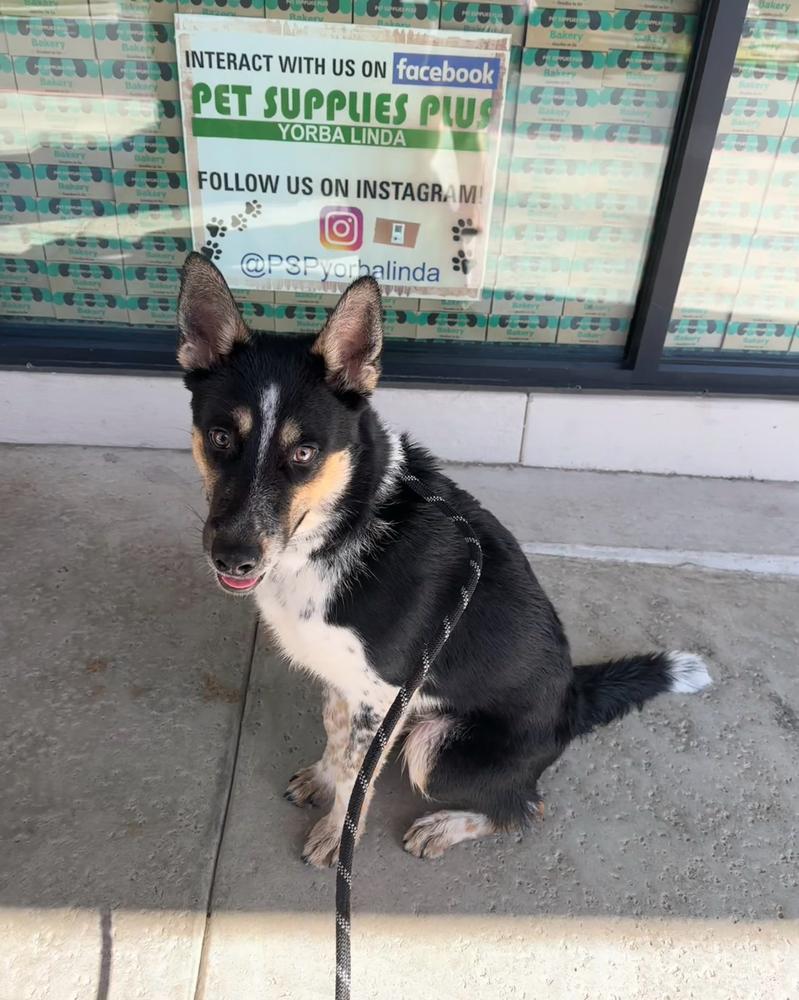 Enlarge Pongo, a Adoptable mixed breed in ventura, CA image 1/3