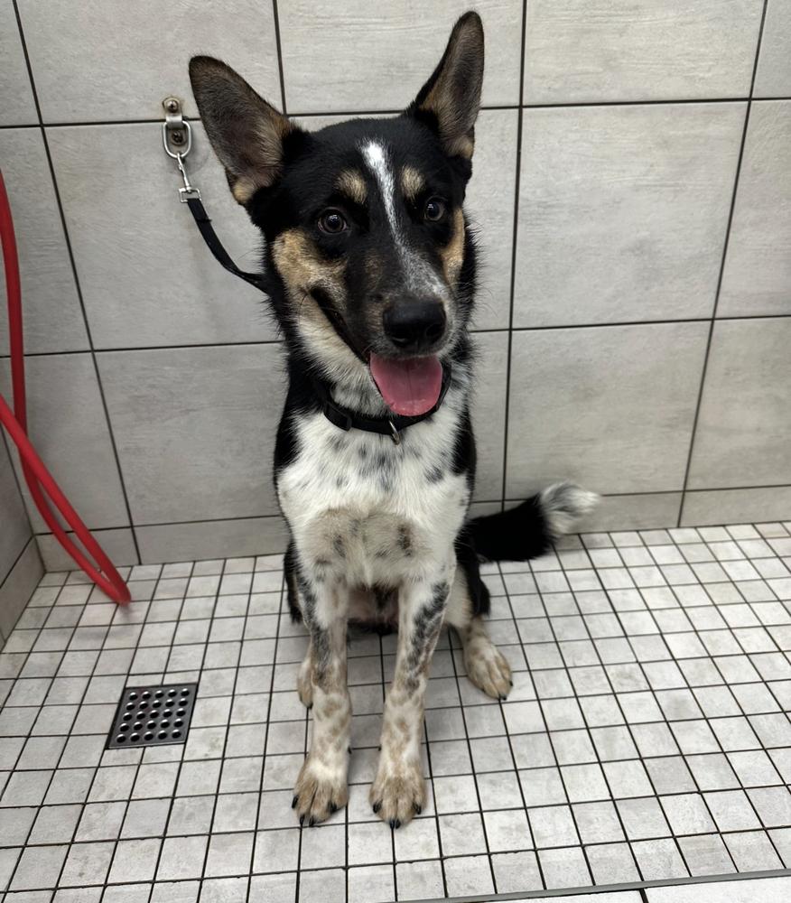 Pongo — thumbnail 2