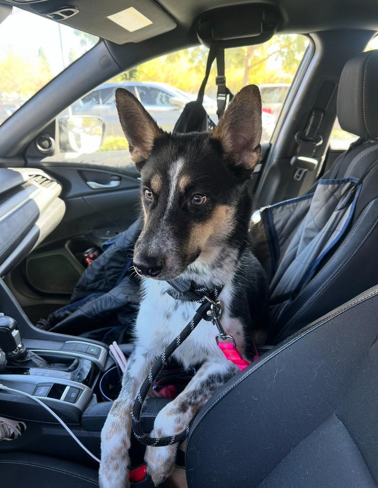 Enlarge Pongo, a Adoptable mixed breed in ventura, CA image 3/3