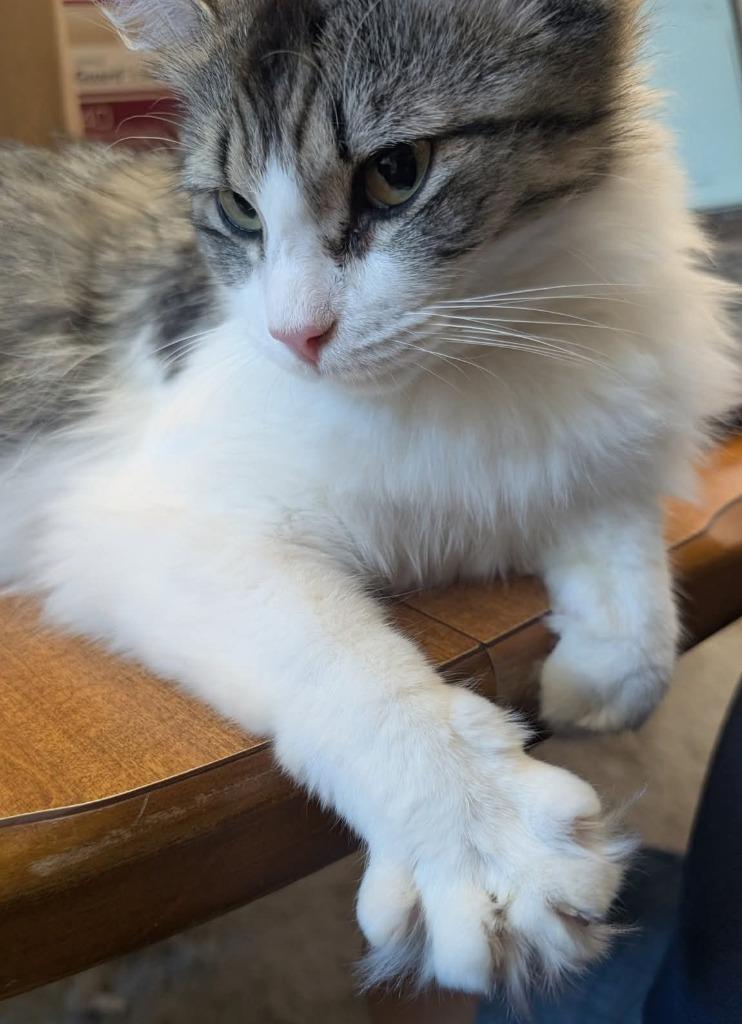 Dolly, Adoptable, Young Female Domestic Short Hair.