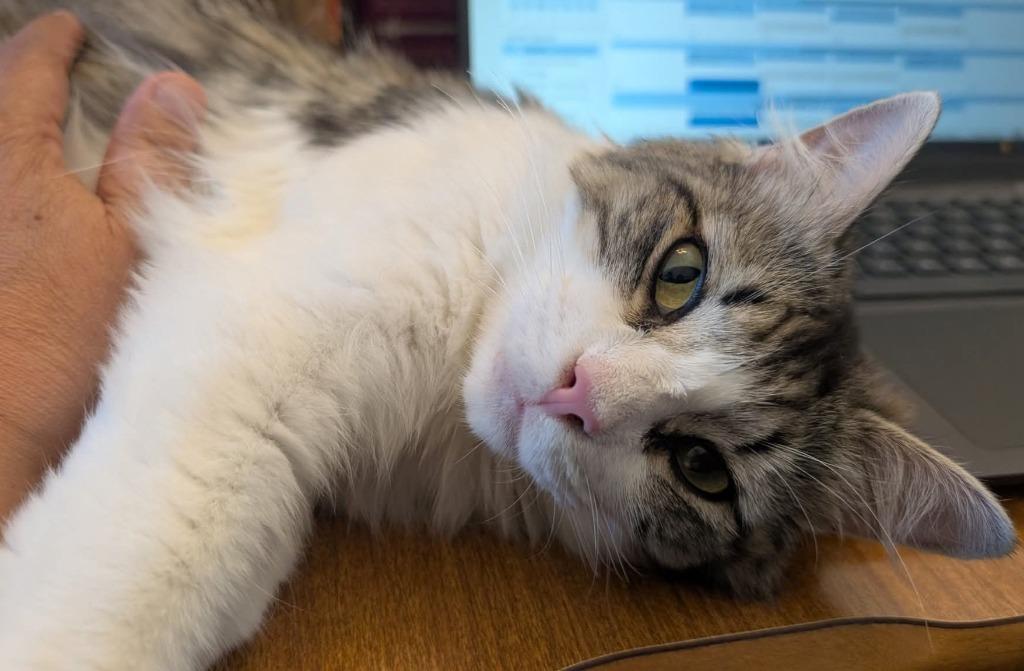 Dolly, Adoptable, Young Female Domestic Short Hair.