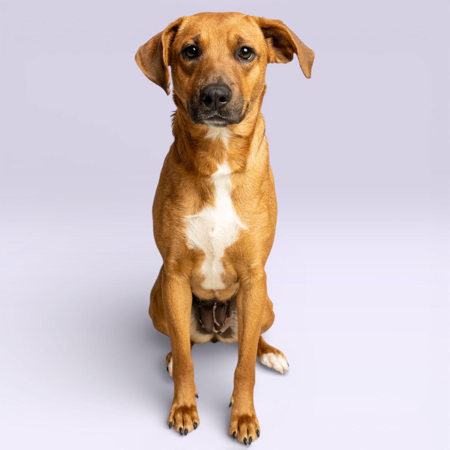 Honey Biscuit, Adopted, Puppy Female Rhodesian Ridgeback.
