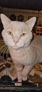 Butters Spangler (handsome boy who gives hugs!), adopted, Adult Male Domestic Short Hair.
