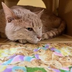 Enlarge Butters Spangler (handsome boy who gives hugs!), an adopted Domestic Short Hair in Stowe, PA image 2/2