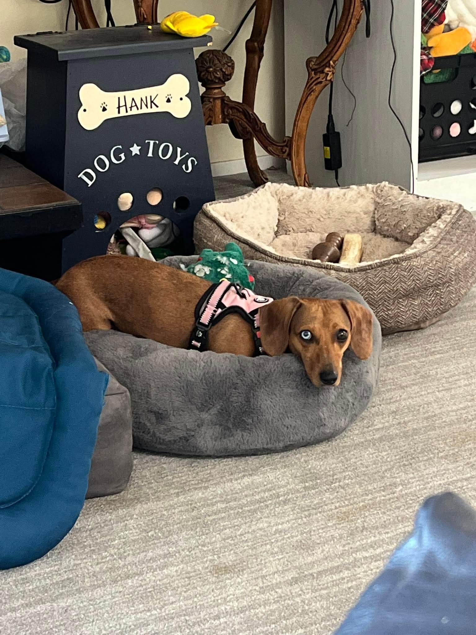 26Tootsie, a ADOPTABLE mixed breed in Shingle Springs, CA image 5/5