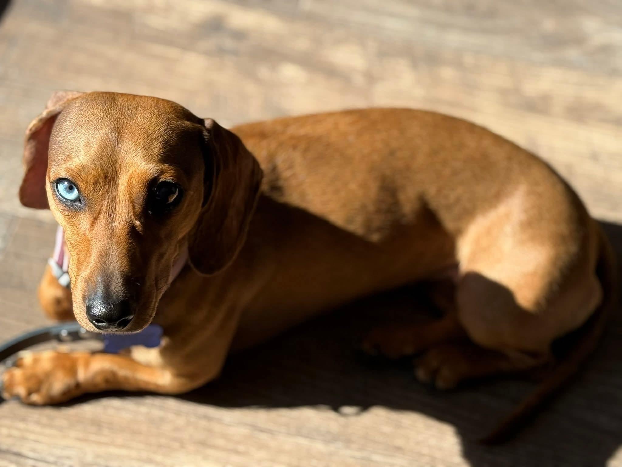 26Tootsie, a ADOPTABLE mixed breed in Shingle Springs, CA image 3/5