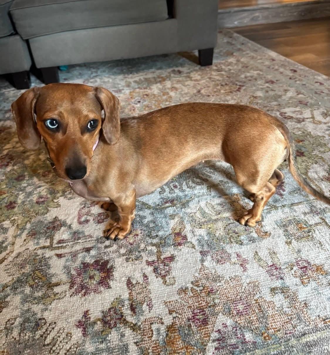 26Tootsie, a ADOPTABLE mixed breed in Shingle Springs, CA image 1/5