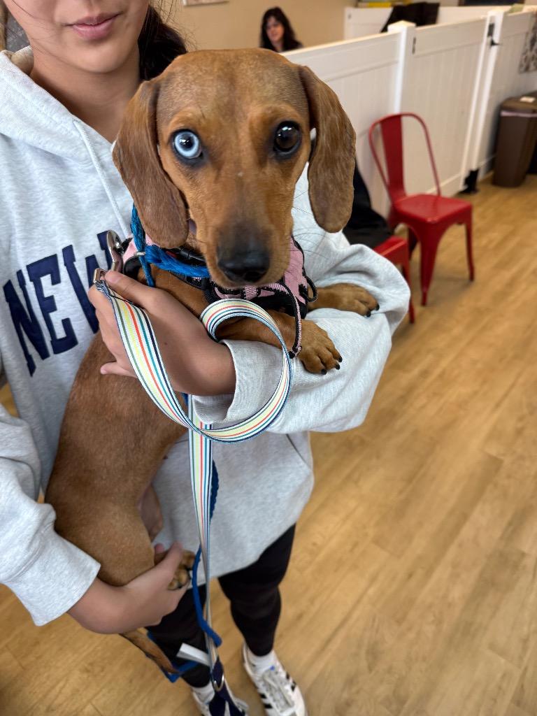 26Tootsie, a ADOPTABLE mixed breed in Shingle Springs, CA image 4/5