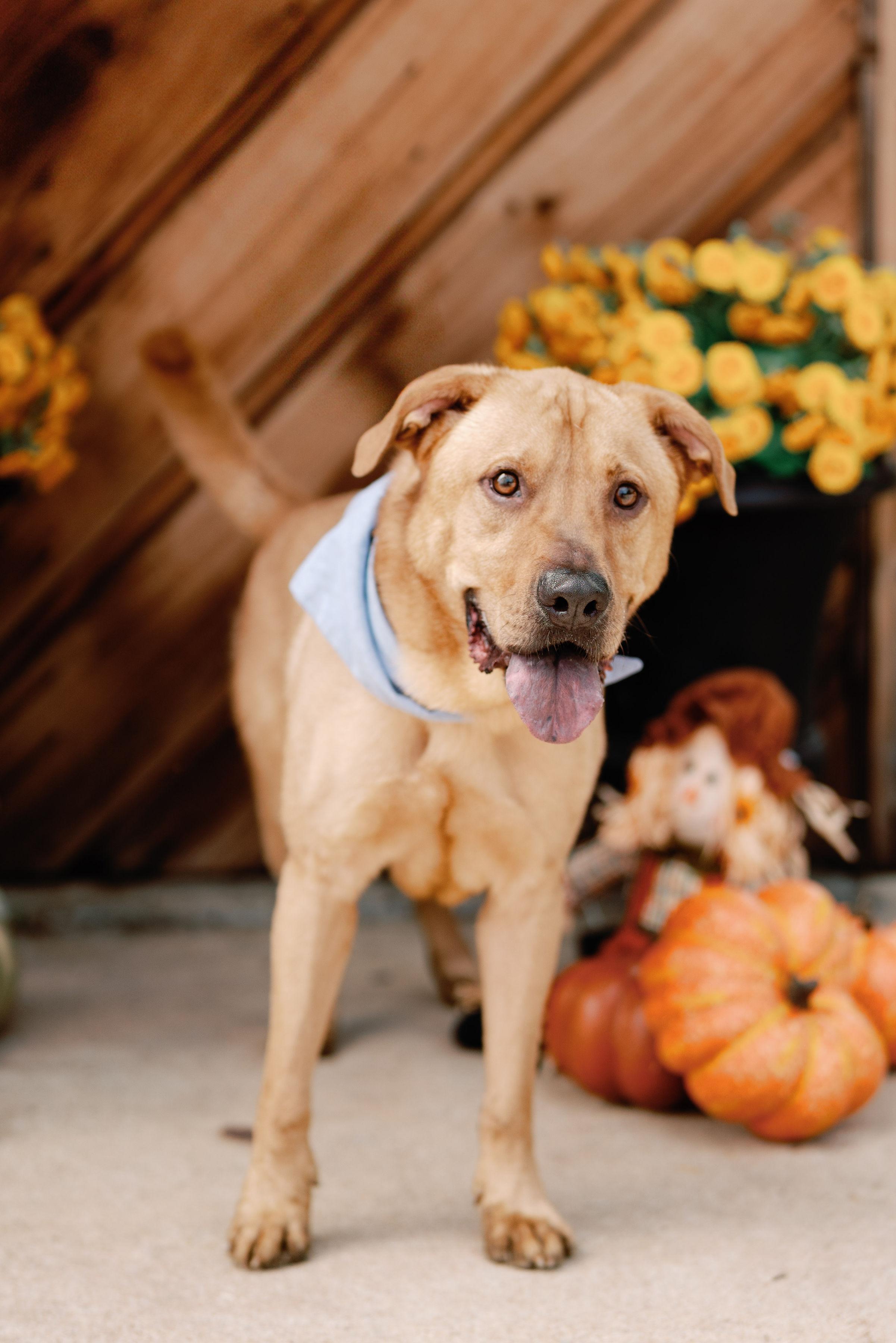 Enlarge Ace, a Adoptable mixed breed in Clinton, CT image 4/5