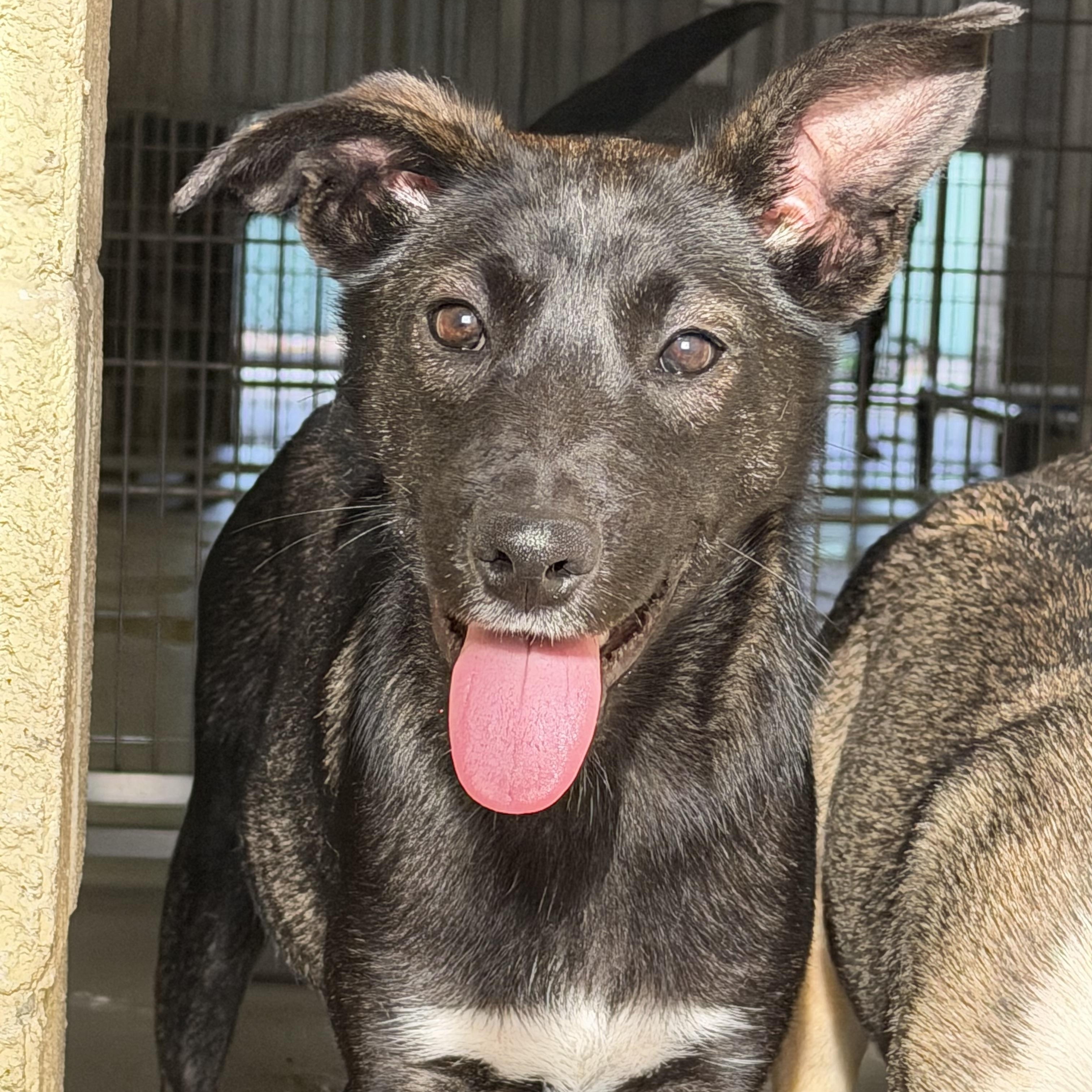 Sven, ADOPTABLE, Young Male Shepherd.