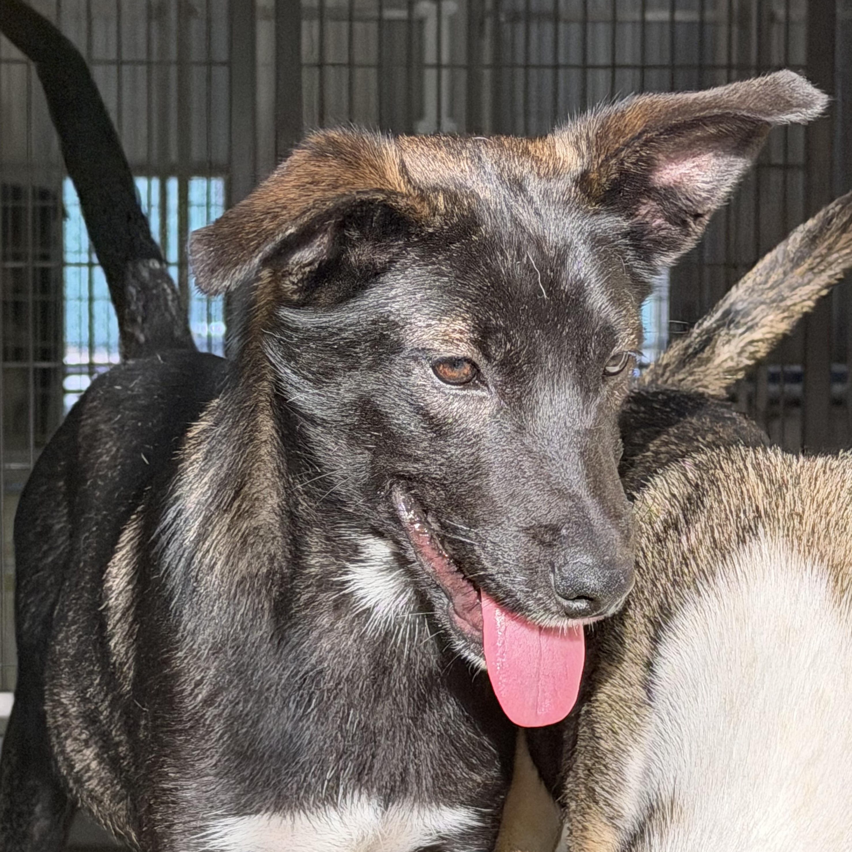 Sven, ADOPTABLE, Young Male Shepherd.