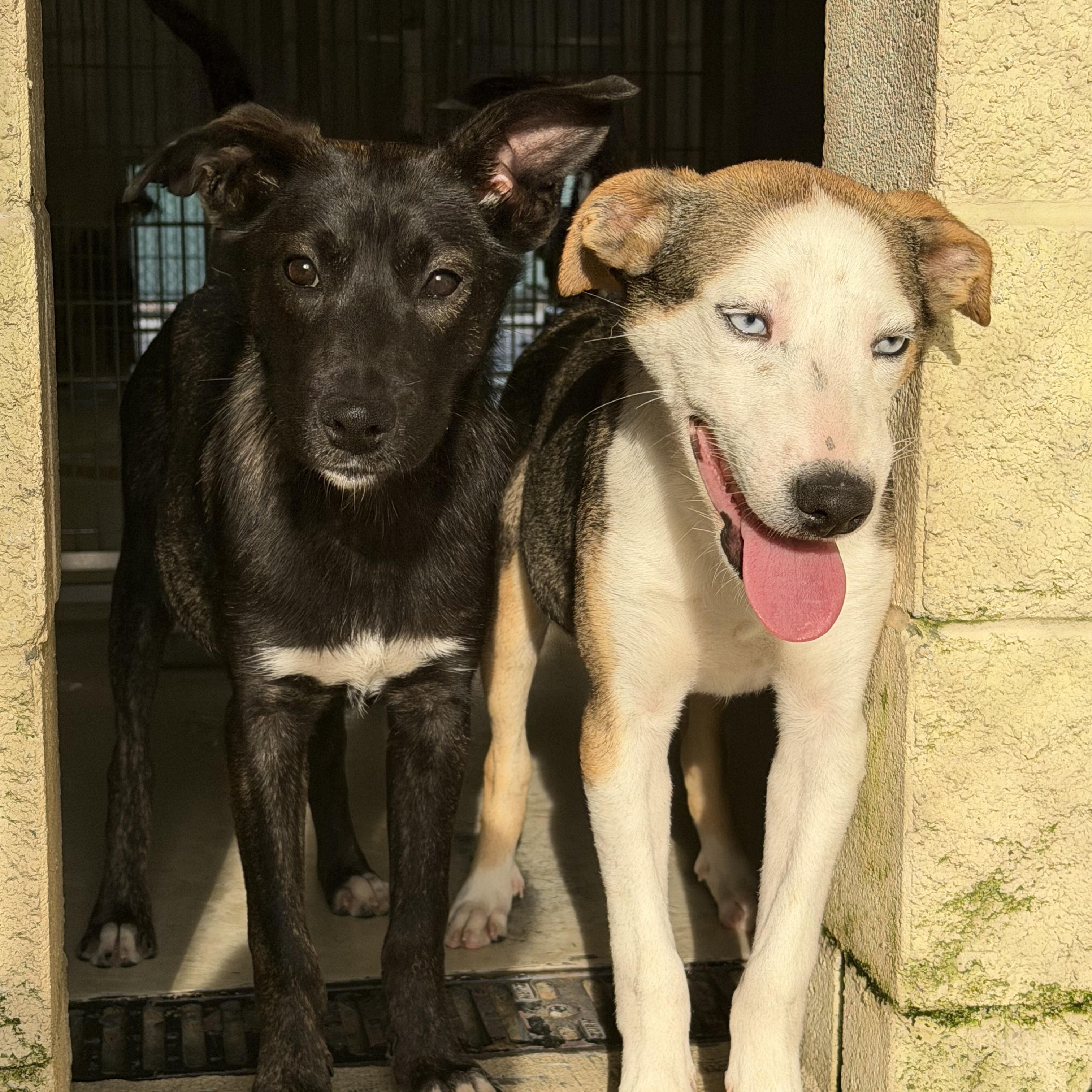 Enlarge Sven, a ADOPTABLE mixed breed in Tullahoma, TN image 3/3