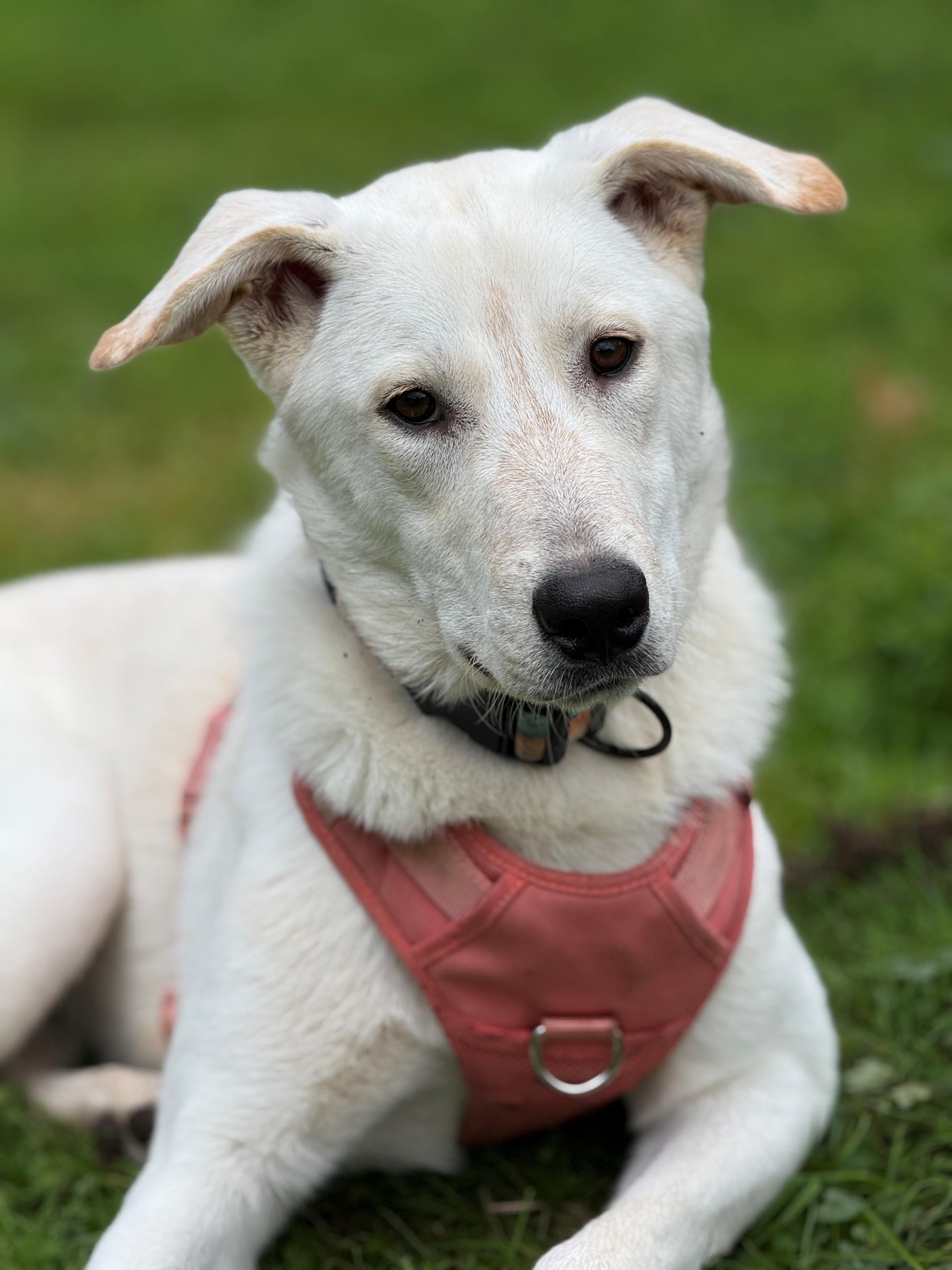 Enlarge Jesse, a ADOPTABLE mixed breed in Olympia, WA image 3/6
