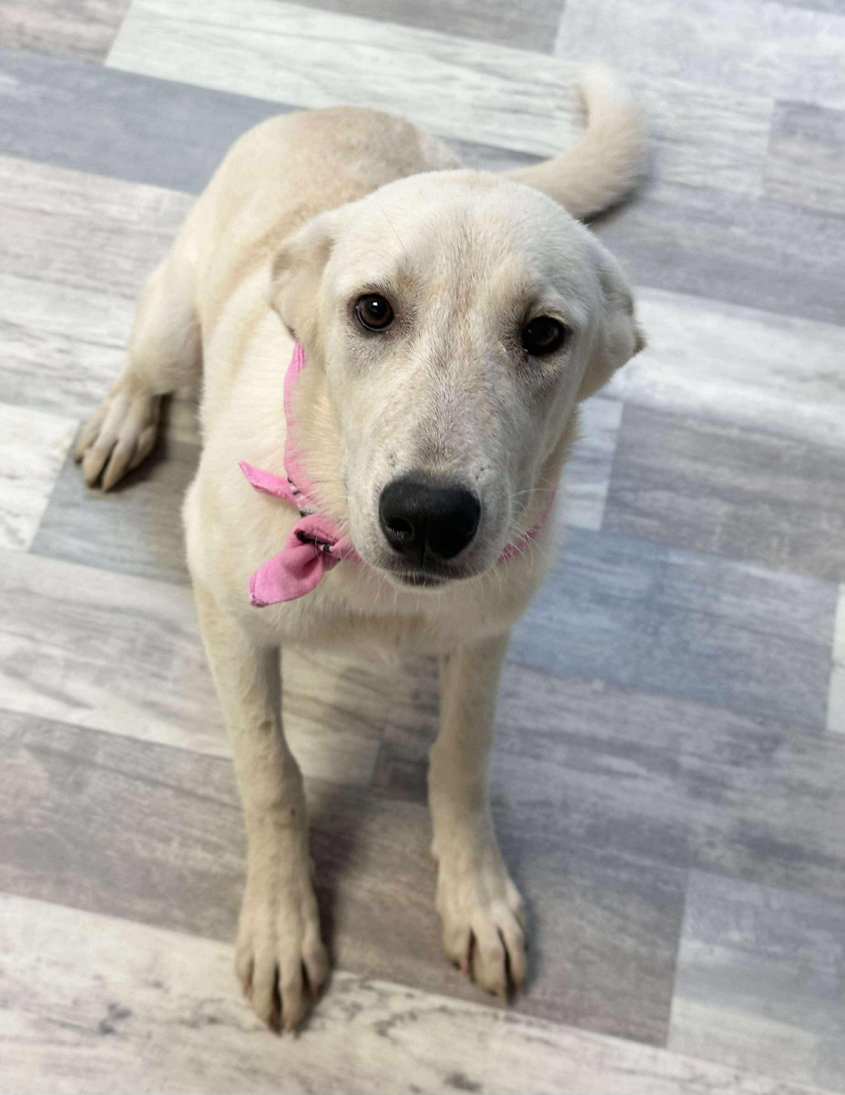 Enlarge Jesse, a ADOPTABLE mixed breed in Olympia, WA image 5/6