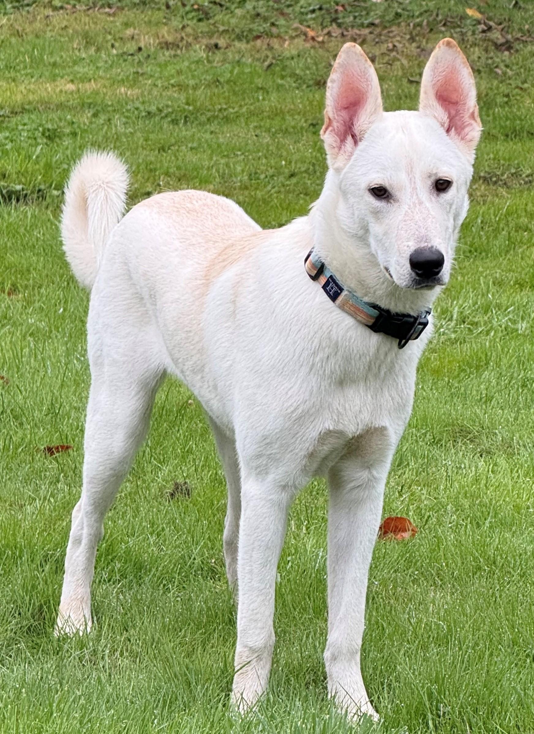 Enlarge Jesse, a ADOPTABLE mixed breed in Olympia, WA image 2/6