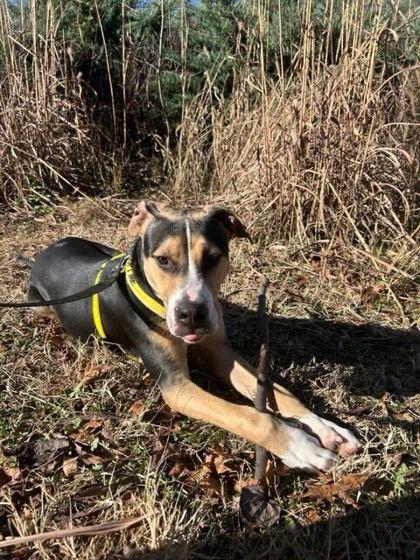 Peeps, Adoptable, Young Male Mixed Breed & Mixed Breed.