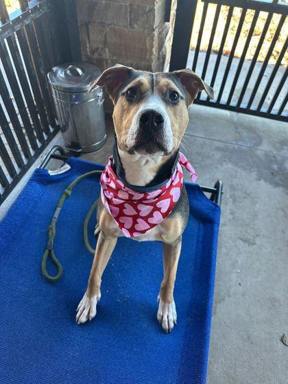 Enlarge Peeps, a Adoptable mixed breed in Knoxville, TN image 2/3