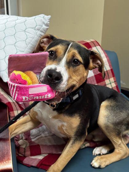 Enlarge Peeps, a Adoptable mixed breed in Knoxville, TN image 3/3