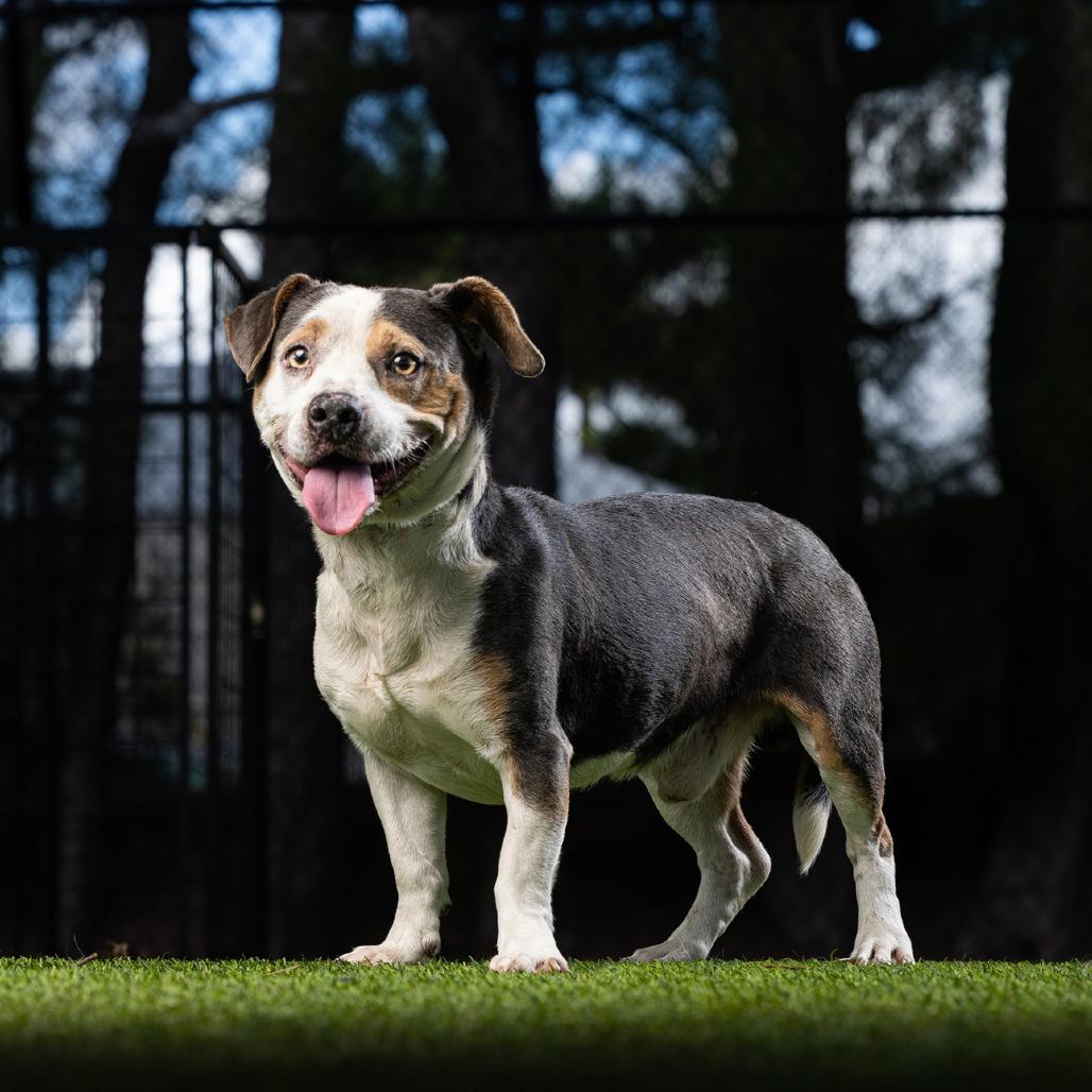 Enlarge Dax, a Adoptable Mixed Breed in Jupiter, FL image 1/4