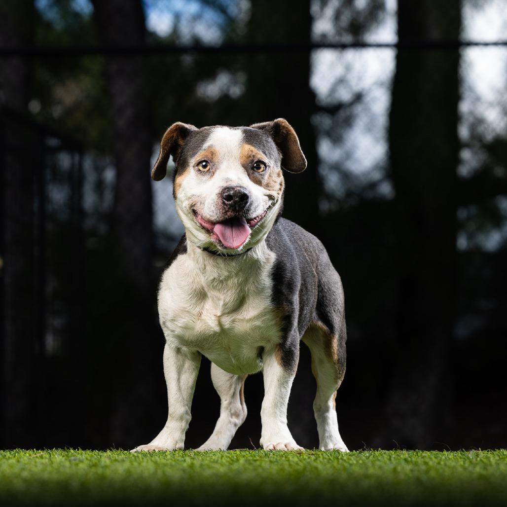 Enlarge Dax, a Adoptable Mixed Breed in Jupiter, FL image 2/4