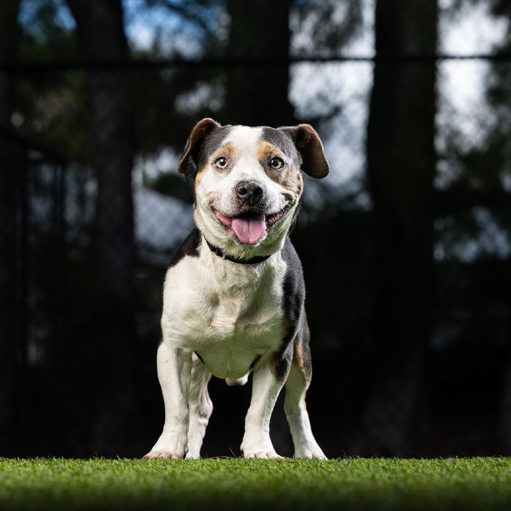 Enlarge Dax, a Adoptable Mixed Breed in Jupiter, FL image 3/4