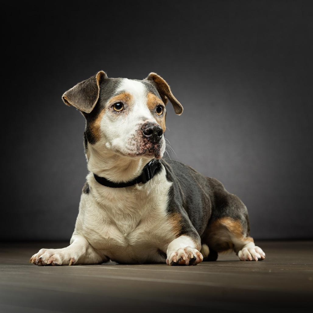 Enlarge Dax, a Adoptable Mixed Breed in Jupiter, FL image 4/6