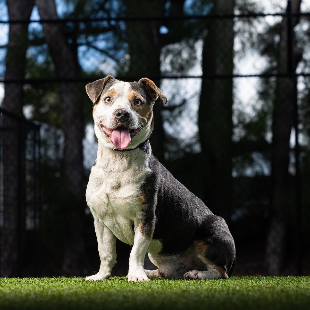 Enlarge Dax, a Adoptable Mixed Breed in Jupiter, FL image 4/4