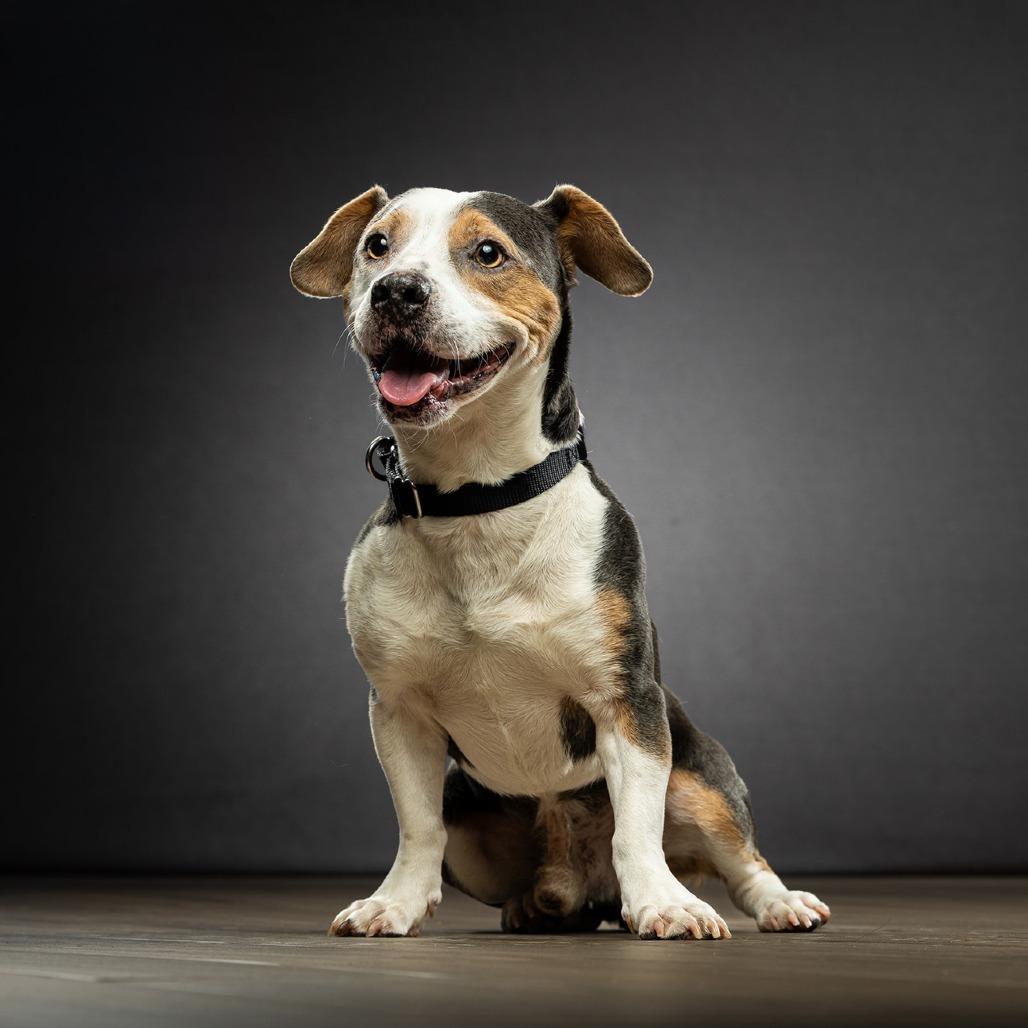 Enlarge Dax, a Adoptable Mixed Breed in Jupiter, FL image 6/6
