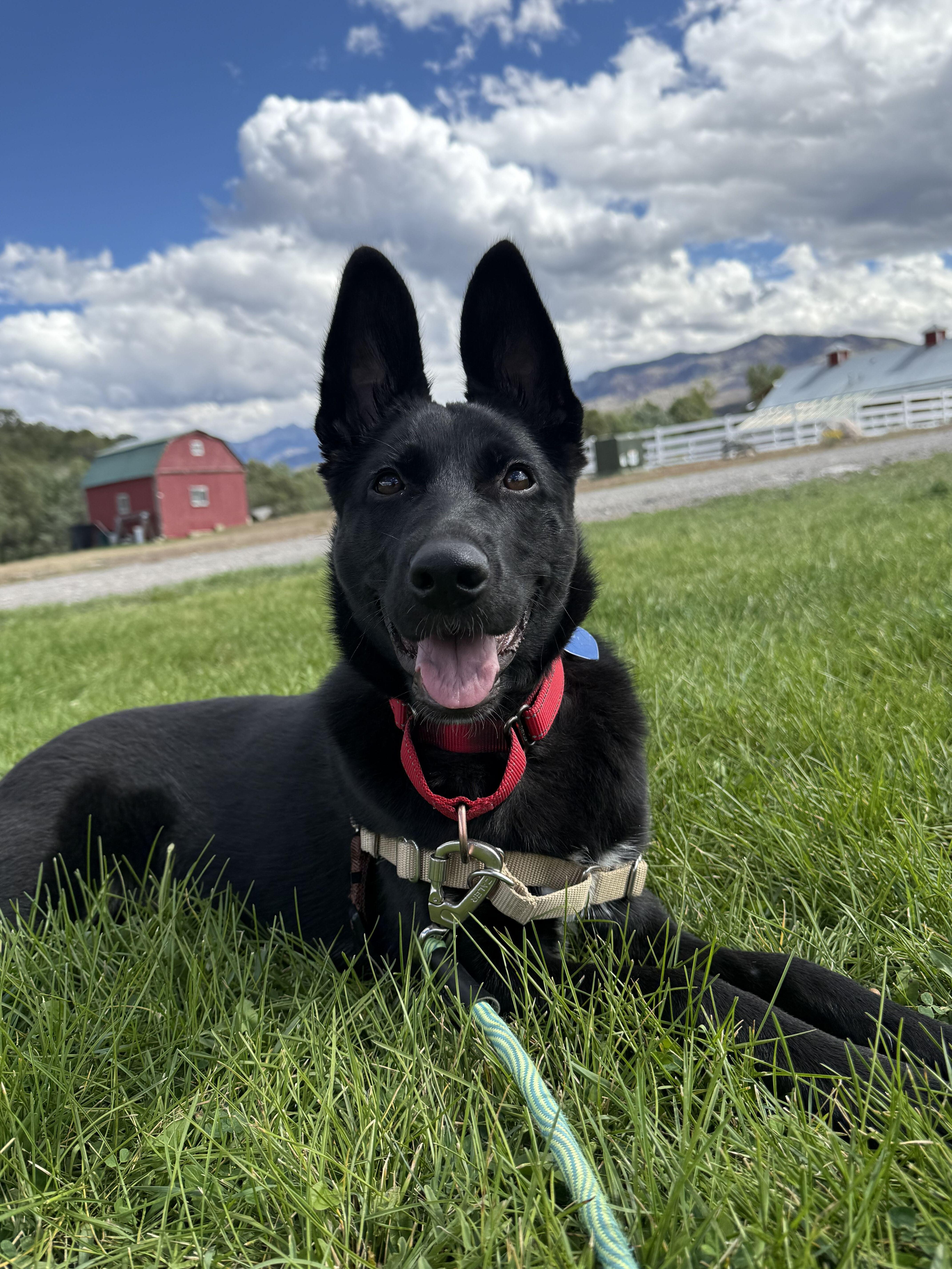 Kita, Adoptable, Young Female German Shepherd Dog.