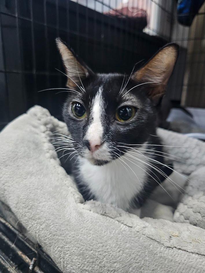 Enlarge Pixie, a Adoptable mixed breed in Saint Cloud, MN image 1/6