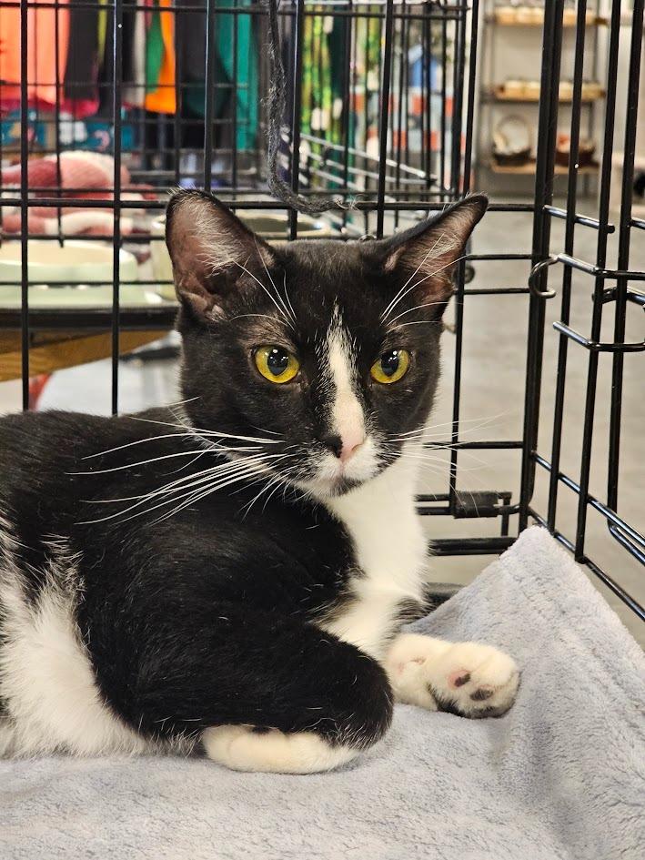 Enlarge Pixie, a Adoptable mixed breed in Saint Cloud, MN image 2/6