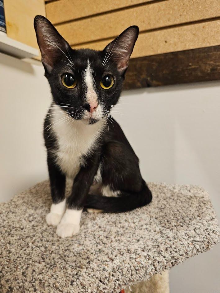 Enlarge Pixie2, a Adoptable mixed breed in Saint Cloud, MN image 2/6