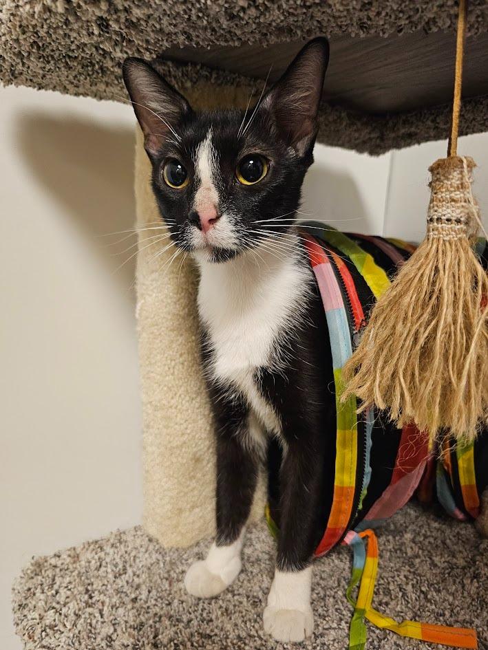 Enlarge Pixie, a Adoptable mixed breed in Saint Cloud, MN image 4/6