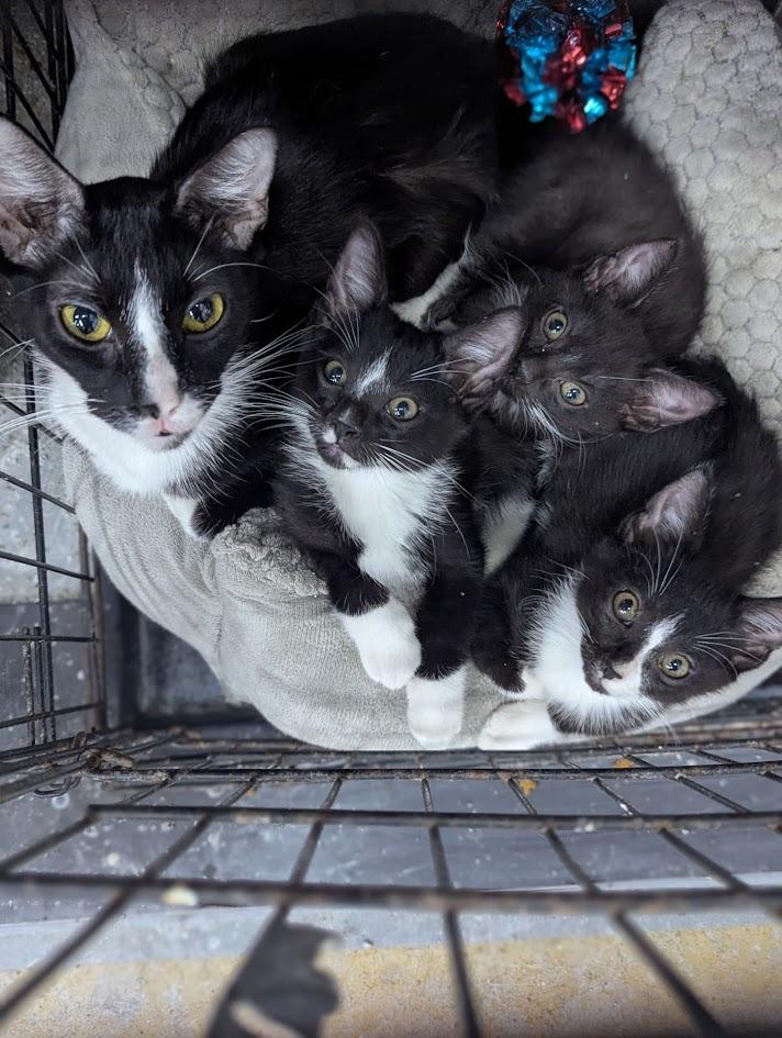 Enlarge Pixie, a Adoptable mixed breed in Saint Cloud, MN image 5/6