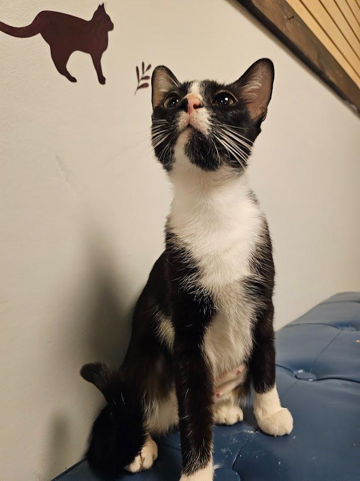 Enlarge Pixie, a Adoptable mixed breed in Saint Cloud, MN image 6/6