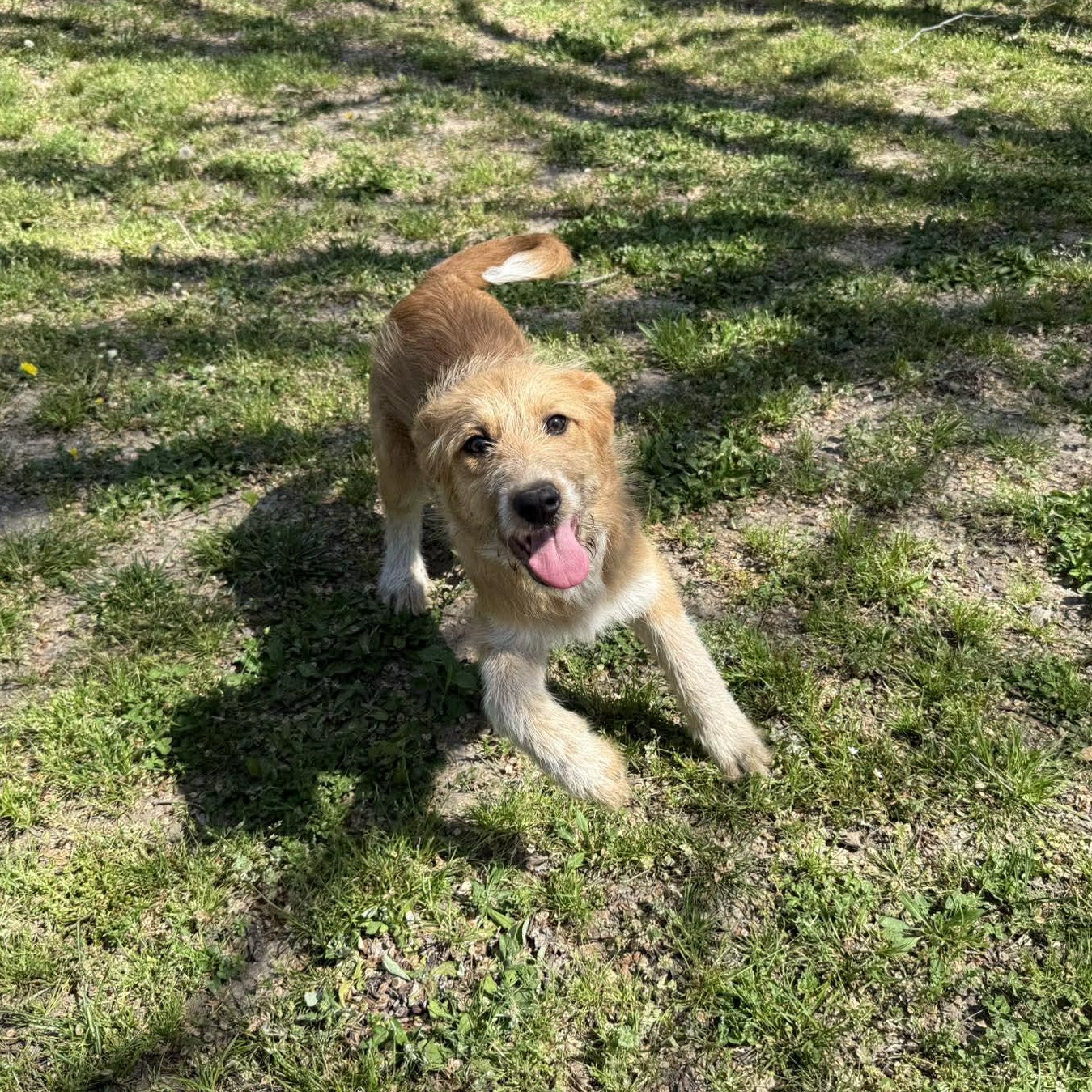 Enlarge Penny, a ADOPTABLE mixed breed in South Windsor, CT image 2/6