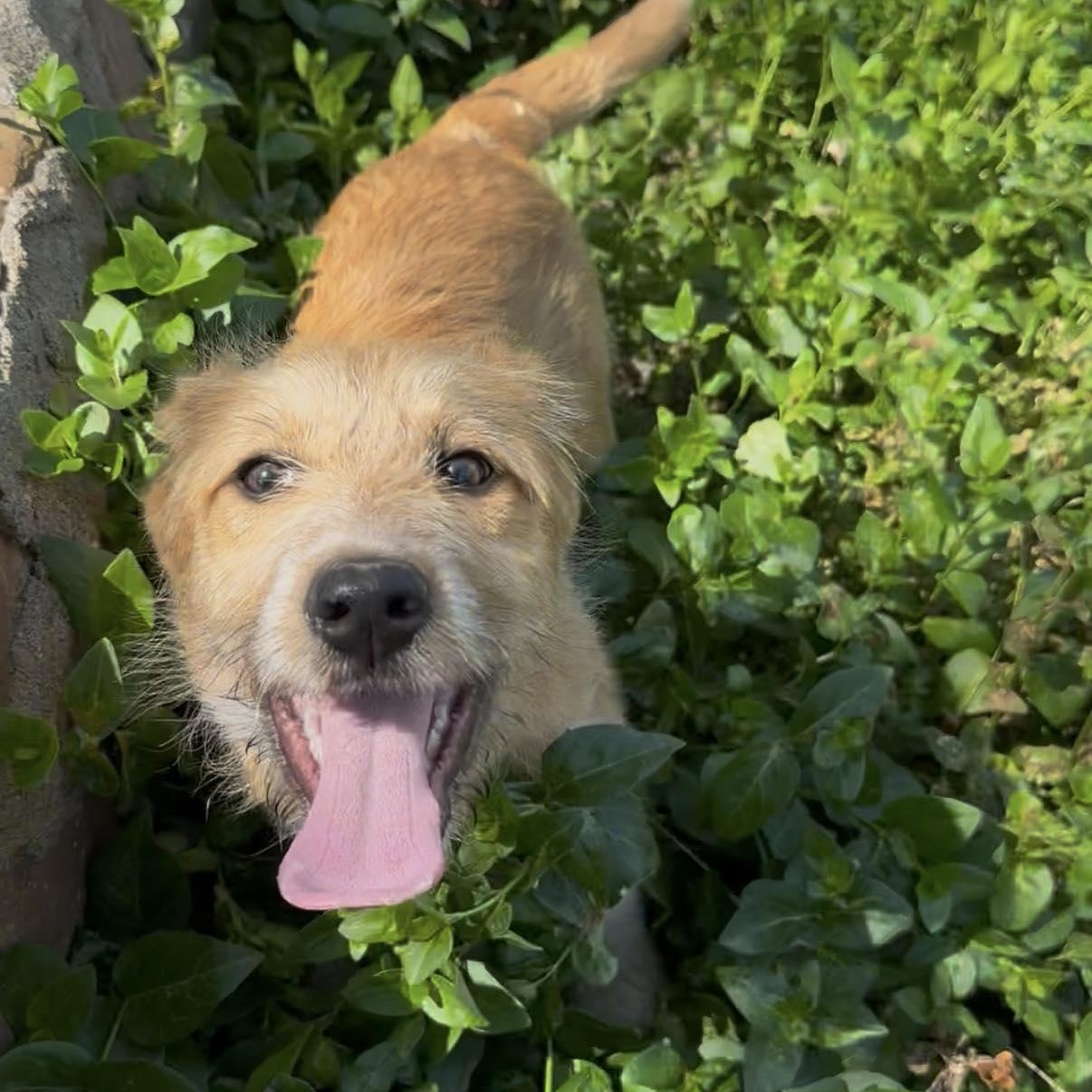 Enlarge Penny, a ADOPTABLE mixed breed in South Windsor, CT image 6/6