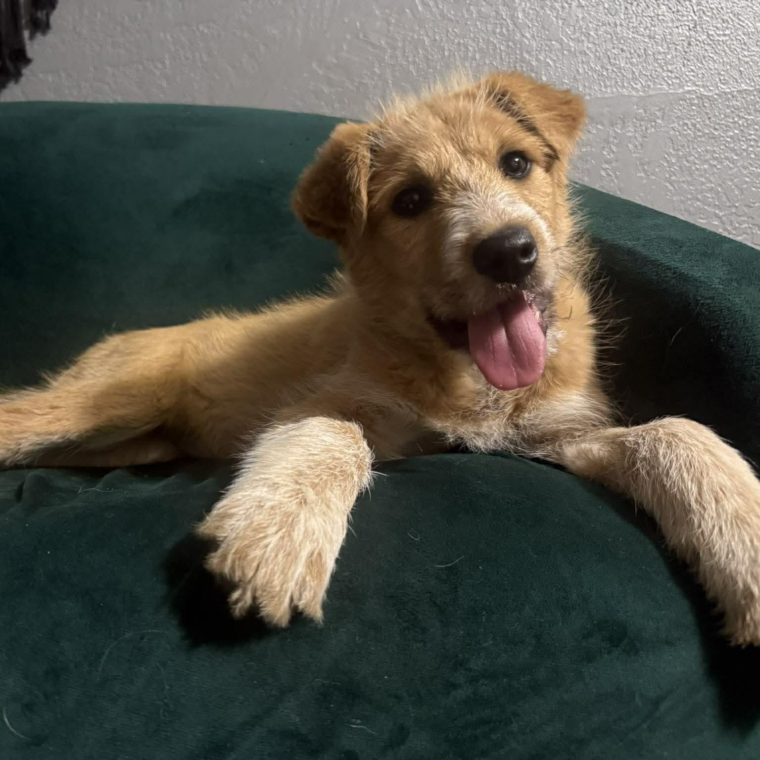 Enlarge Penny, a ADOPTABLE mixed breed in South Windsor, CT image 5/6