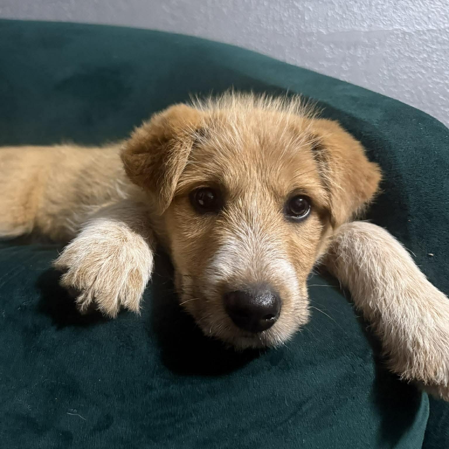 Penny, ADOPTABLE, Puppy Female Terrier.