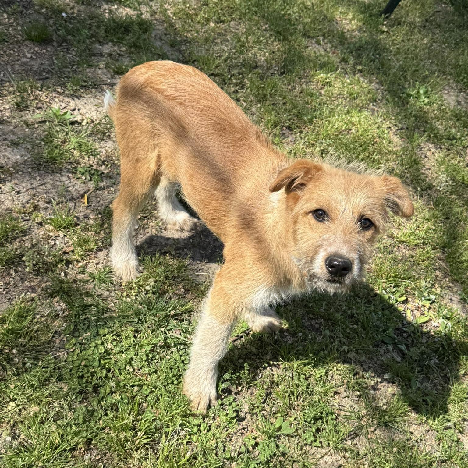 Enlarge Penny, a ADOPTABLE mixed breed in South Windsor, CT image 3/6