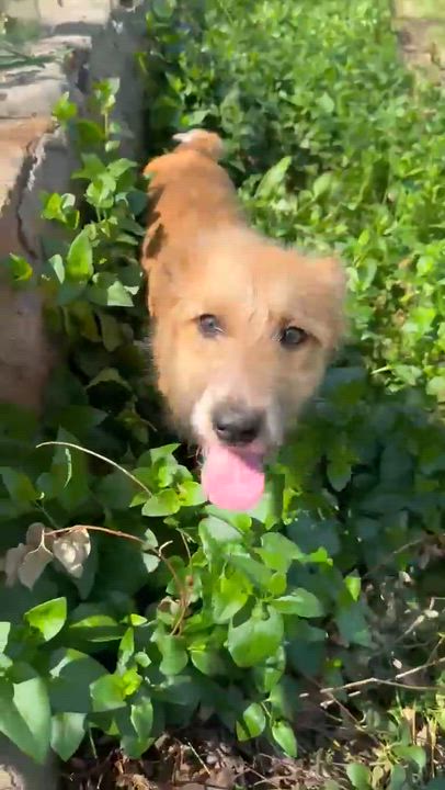 Enlarge Penny, a ADOPTABLE mixed breed in South Windsor, CT video 4/6