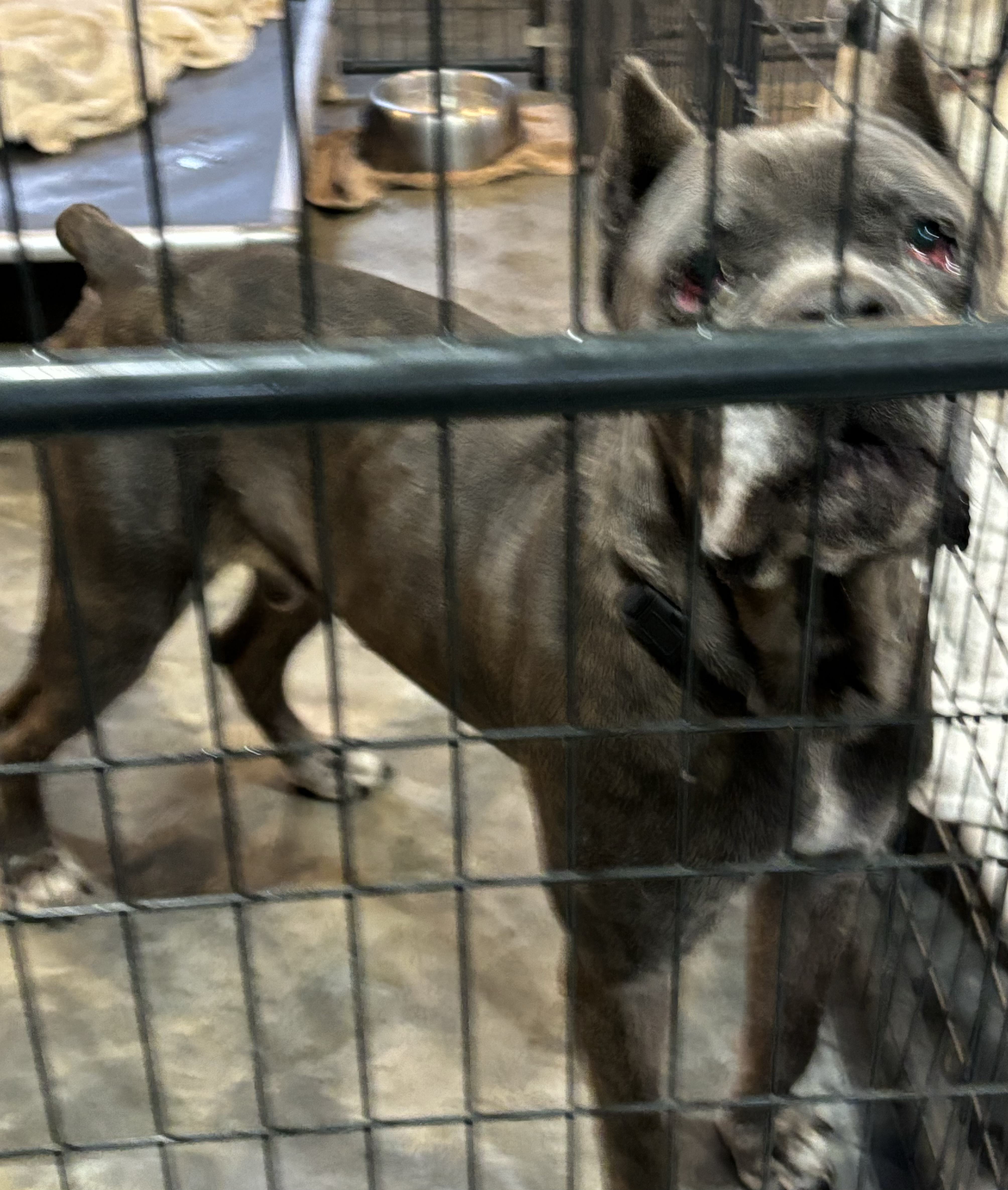 Enlarge Norman, a Adoptable Mastiff in Macomb, MI image 1/1