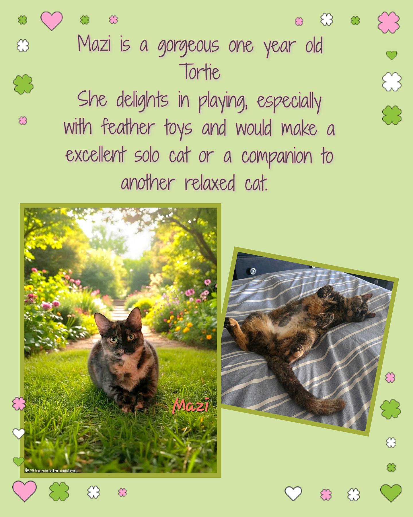 Enlarge Mazi, a Adopted Domestic Short Hair in Philadelphia, PA image 4/5