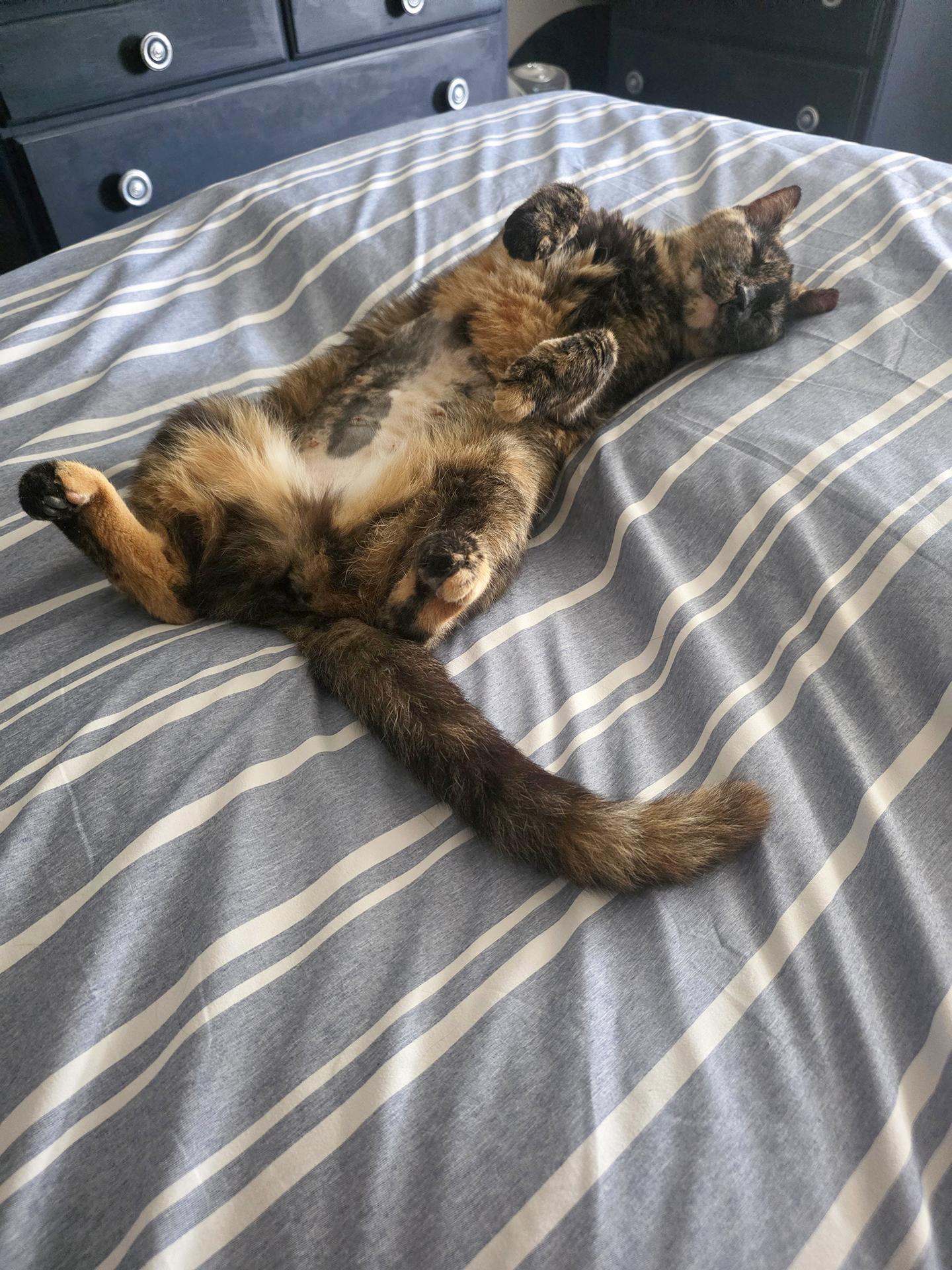 Enlarge Mazi, a Adopted Domestic Short Hair in Philadelphia, PA image 5/5