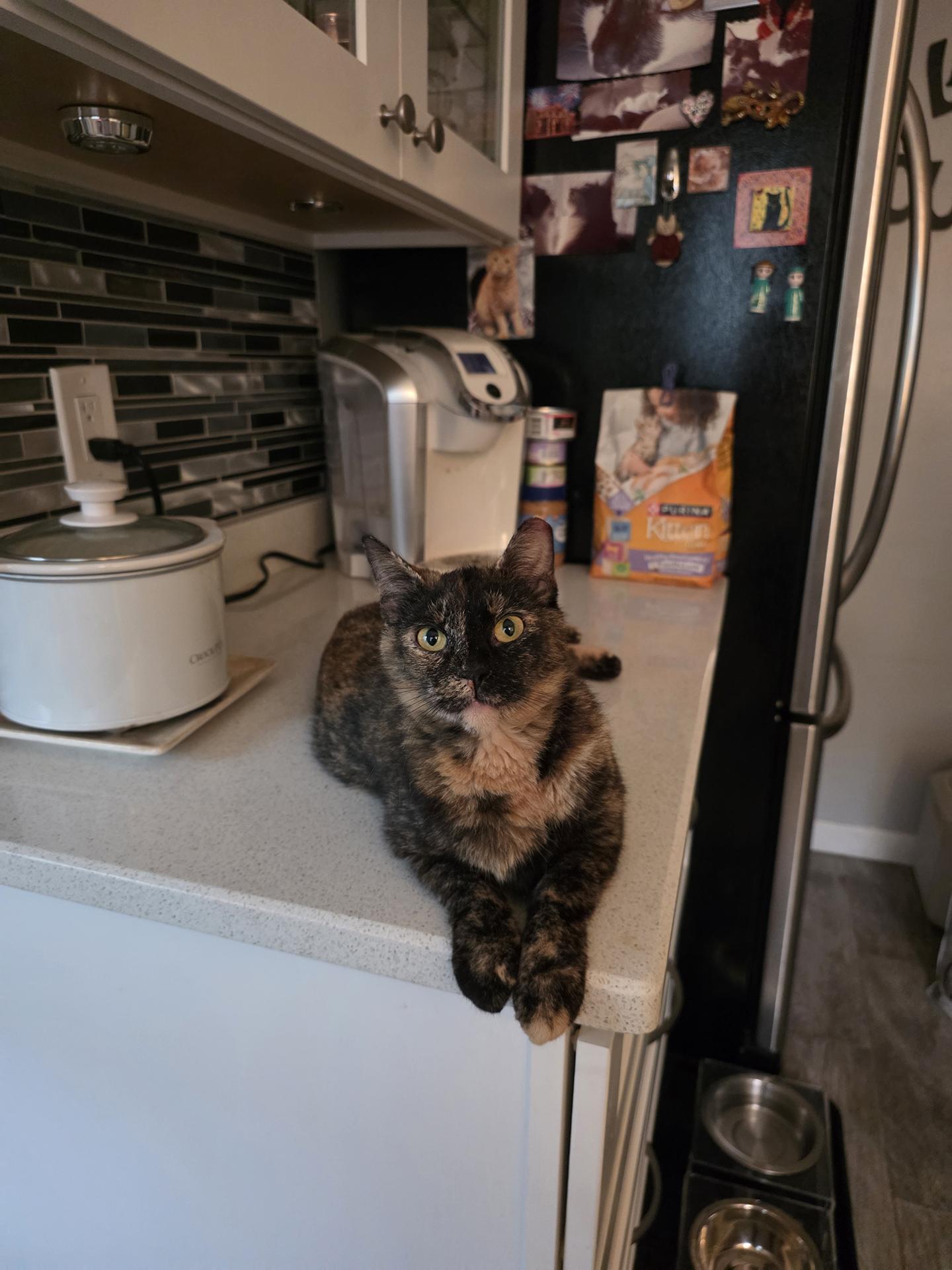 Enlarge Mazi, a Adopted Domestic Short Hair in Philadelphia, PA image 3/5