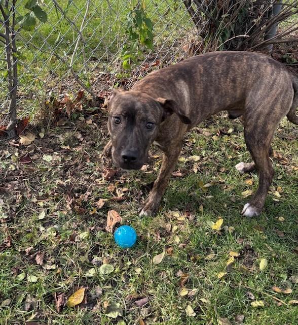 Bruce, Adoptable, Adult Male American Bully.