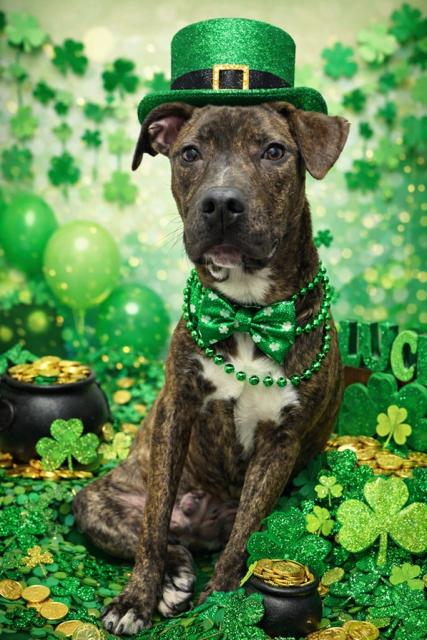 Bruce, adoptable, Adult Male American Bully.