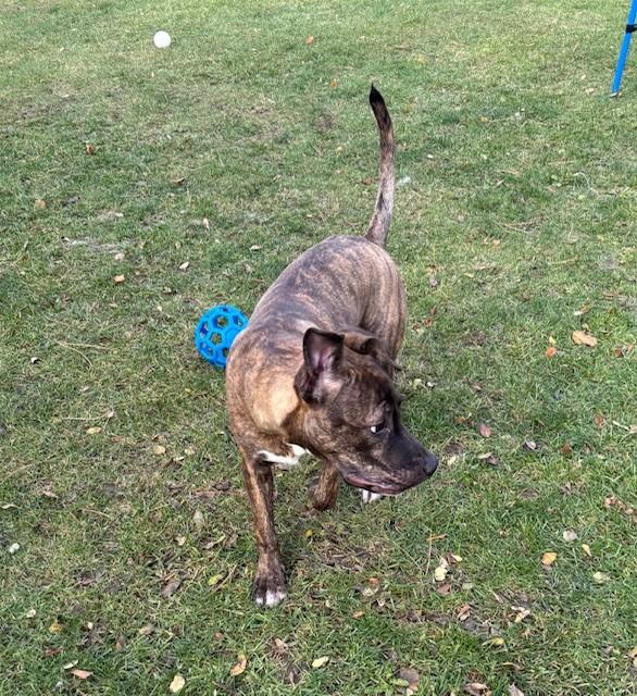 Bruce, a Adoptable American Bully in Mississauga, ON image 3/3