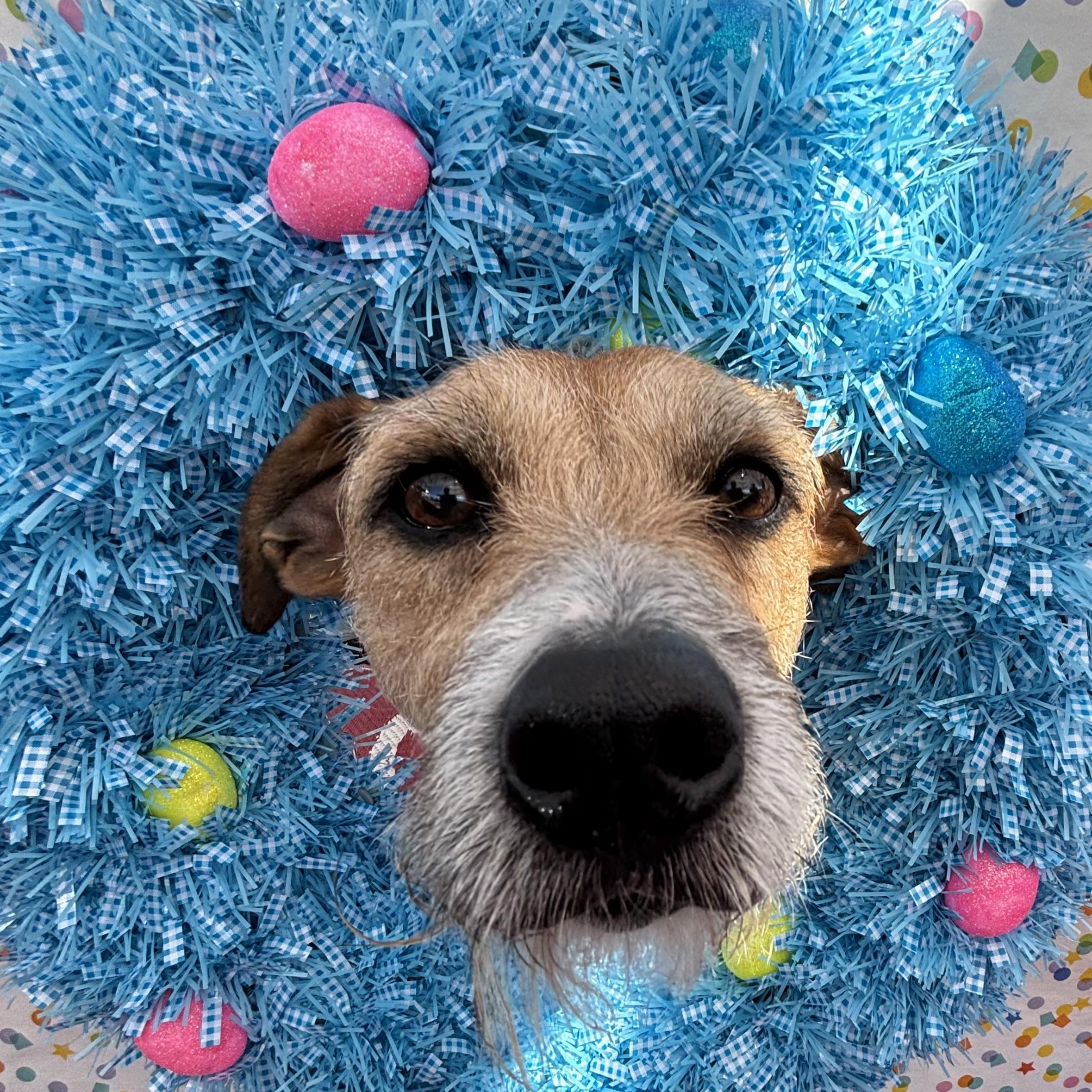 Enlarge Hazel, a Adoptable mixed breed in Phoenix, AZ image 5/5