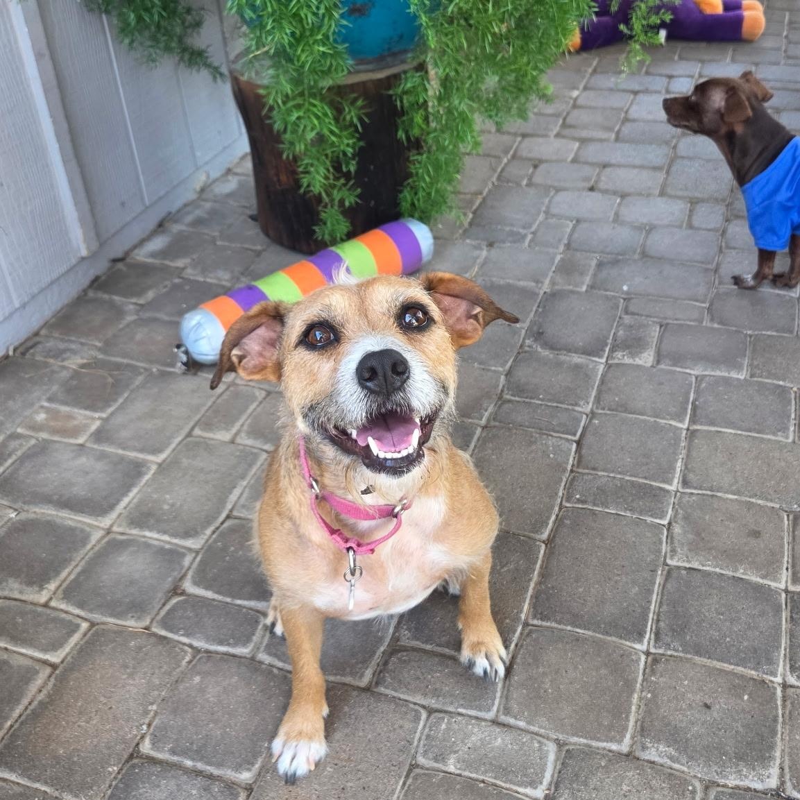 Hazel, Adoptable, Adult Female Border Terrier.